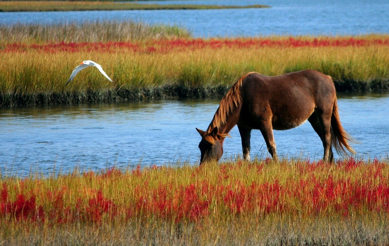 Learn the basic horse terminology