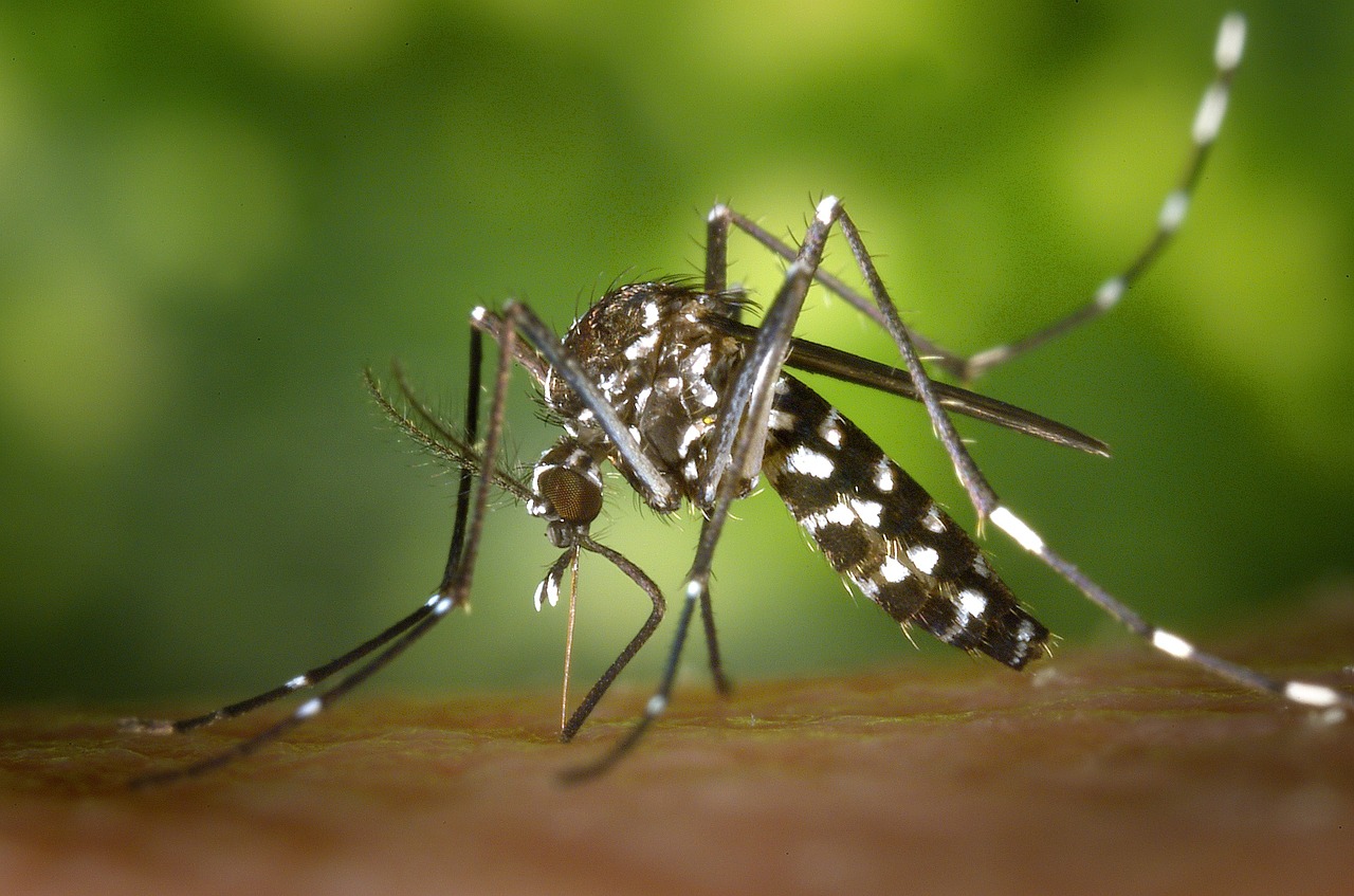 Dengue and what is it?